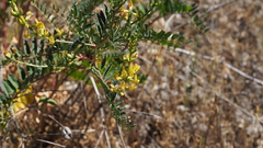 Astragalus oocarpus