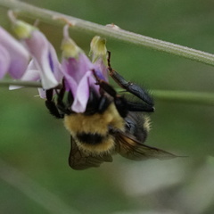 Bombus rufocinctus