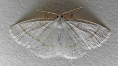 Protitame virginalis