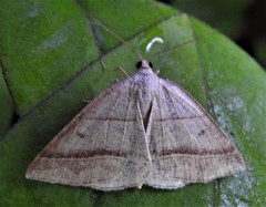 Petrophora subaequaria