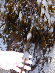 Laminaria sinclairii
