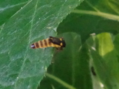 Trypherus frisoni