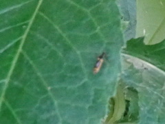 Trypherus frisoni