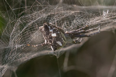 Cyrtophora citricola