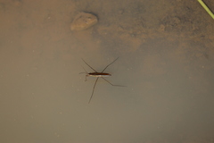 Limnoporus dissortis