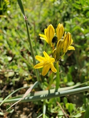 Triteleia crocea