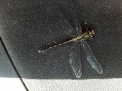 Ophiogomphus mainensis