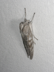 Capusa cuculloides
