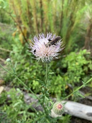 Cirsium lecontei