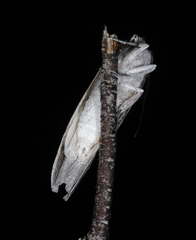 Capusa cuculloides