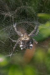 Cyrtophora citricola