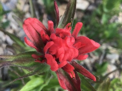 Castilleja hispida
