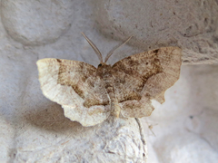 Metarranthis indeclinata