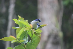 Cyanolanius madagascarinus