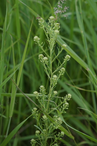 Lepidium densiflorum iNat (3)