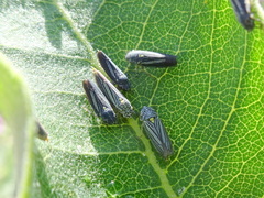 Graphocephala hieroglyphica