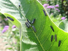 Graphocephala hieroglyphica