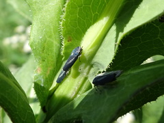 Graphocephala hieroglyphica