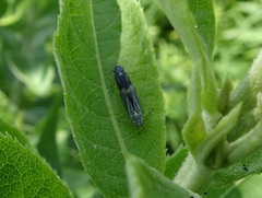Graphocephala hieroglyphica