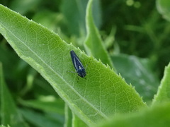 Graphocephala hieroglyphica