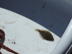 Citharichthys stigmaeus