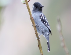 Streak-Backed Antshrike photo 1
