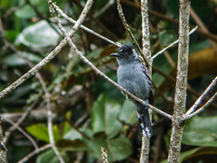 Streak-Backed Antshrike photo 2