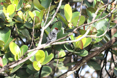 Streak-Backed Antshrike photo 3