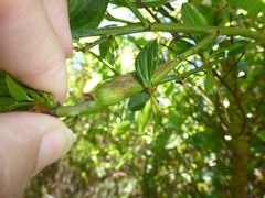 Periploca ceanothiella