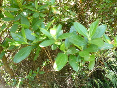 Periploca ceanothiella