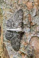 Cleora repulsaria