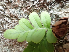Polypodium amorphum
