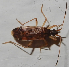 Ozophora salsaverdeae