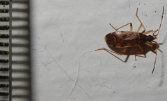 Ozophora salsaverdeae