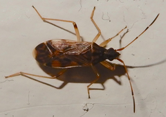 Ozophora salsaverdeae