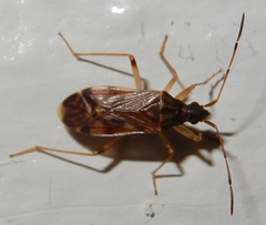Ozophora salsaverdeae