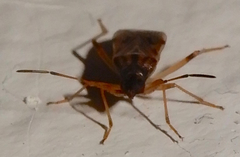 Ozophora salsaverdeae