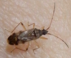 Ozophora salsaverdeae