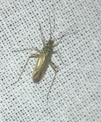 Oncotylus viridiflavus