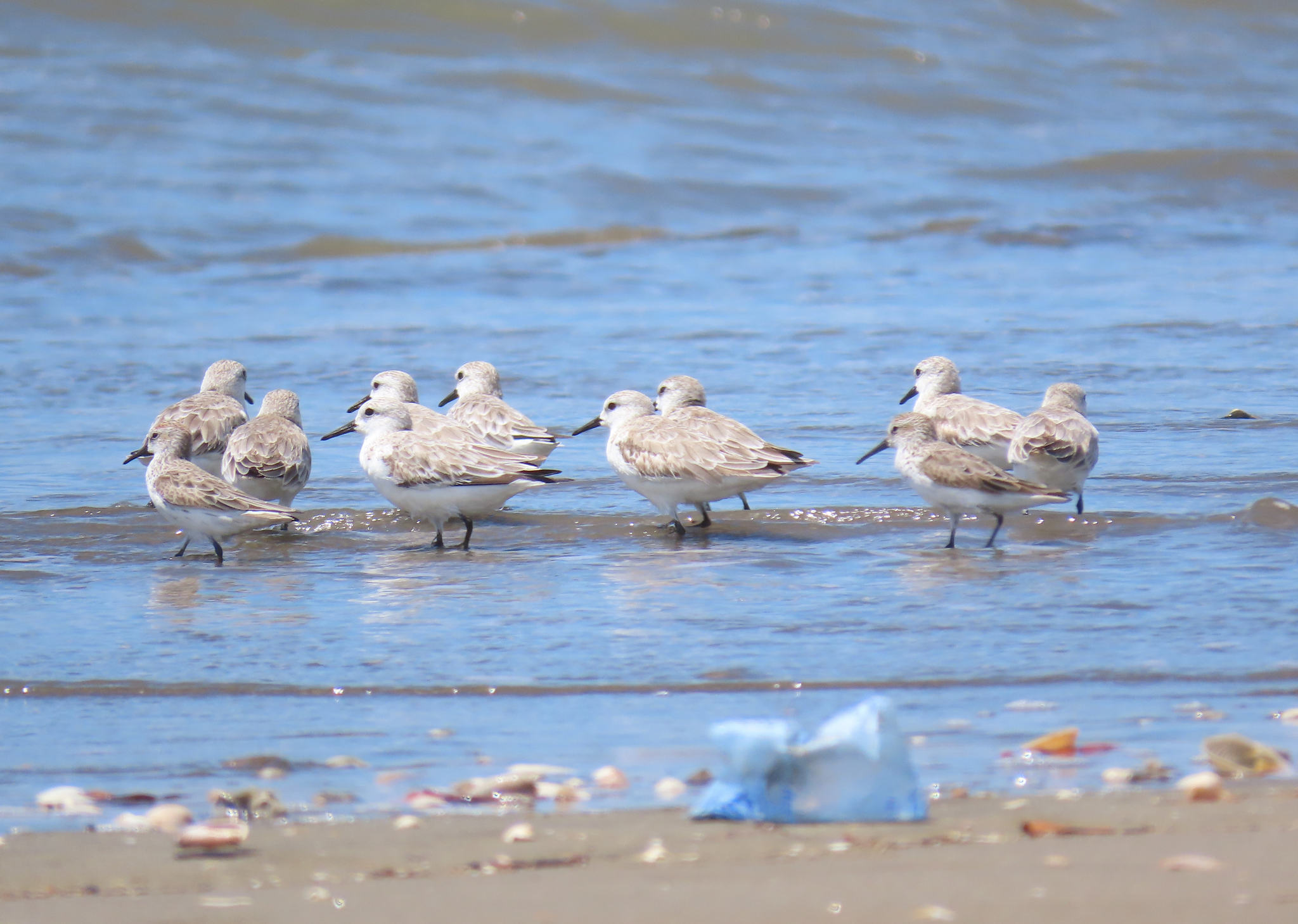 Sanderling