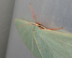 Chlorocoma assimilis