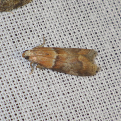 Acrobasis repandana
