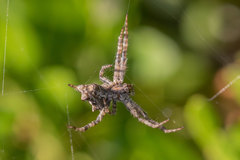 Cyrtophora citricola