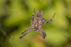 Cyrtophora citricola