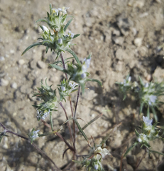 Eriastrum diffusum