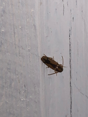 Conoderus vespertinus