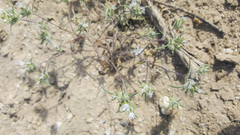 Eriastrum diffusum