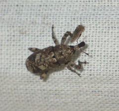 Gasterocercus depressirostris