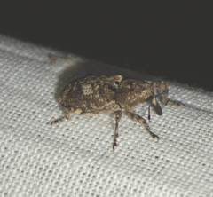 Gasterocercus depressirostris