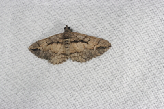 Chrysolarentia plagiocausta